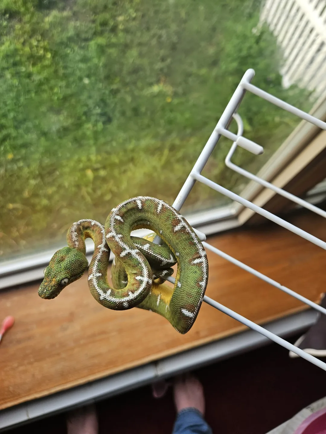 Amazon Basin emerald tree boa (Corallus batesii) CD072225-6 from Bruno x Luna pairing