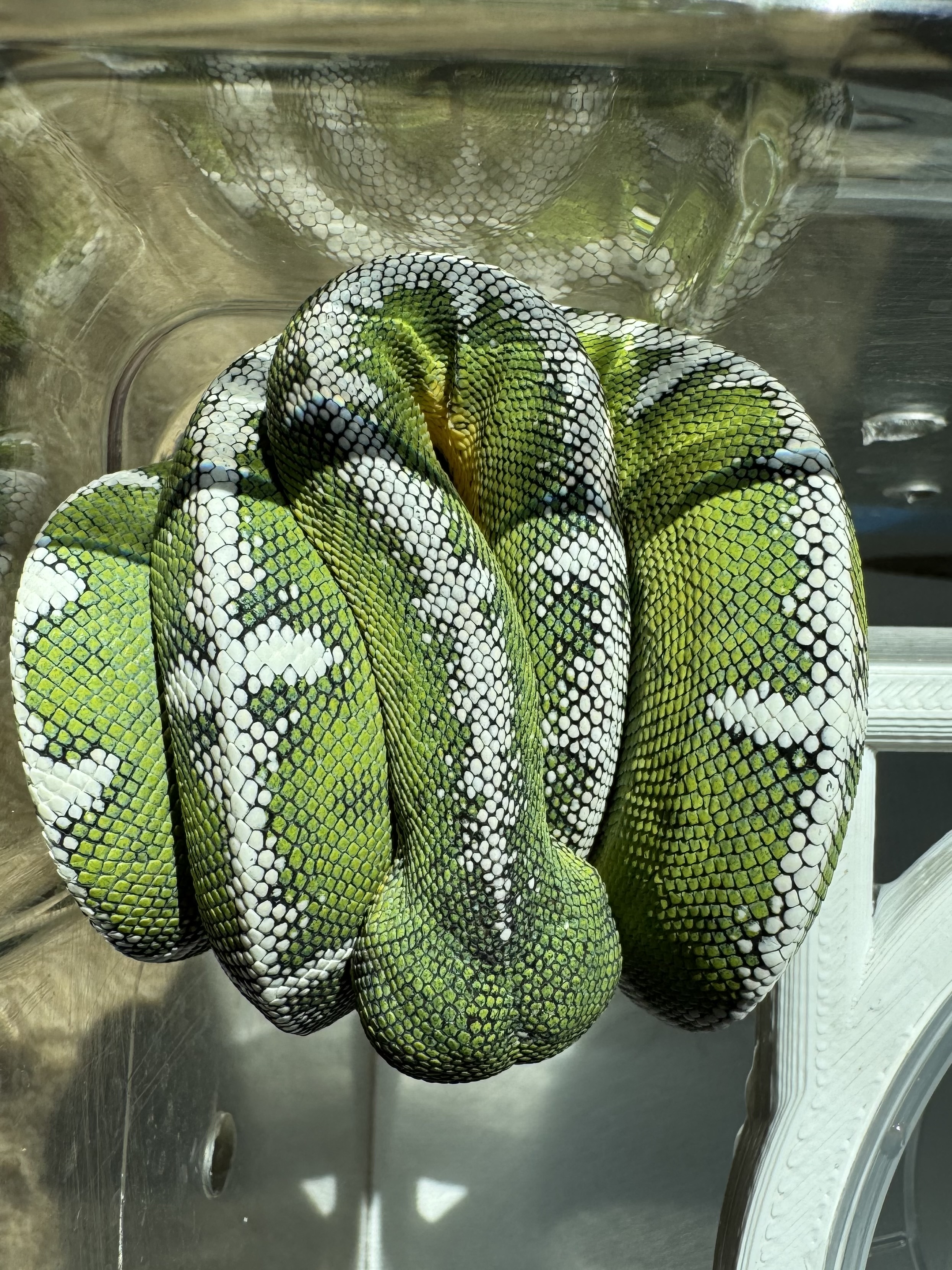 Amazon Basin emerald tree boa (Corallus batesii) CD072225-4 from Bruno x Luna pairing