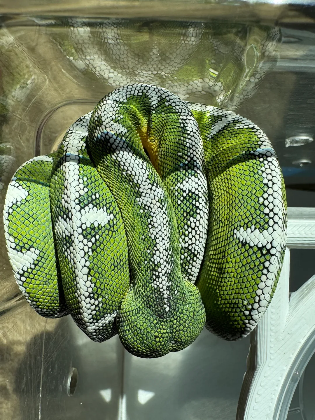 Amazon Basin emerald tree boa (Corallus batesii) CD072225-4 from Bruno x Luna pairing
