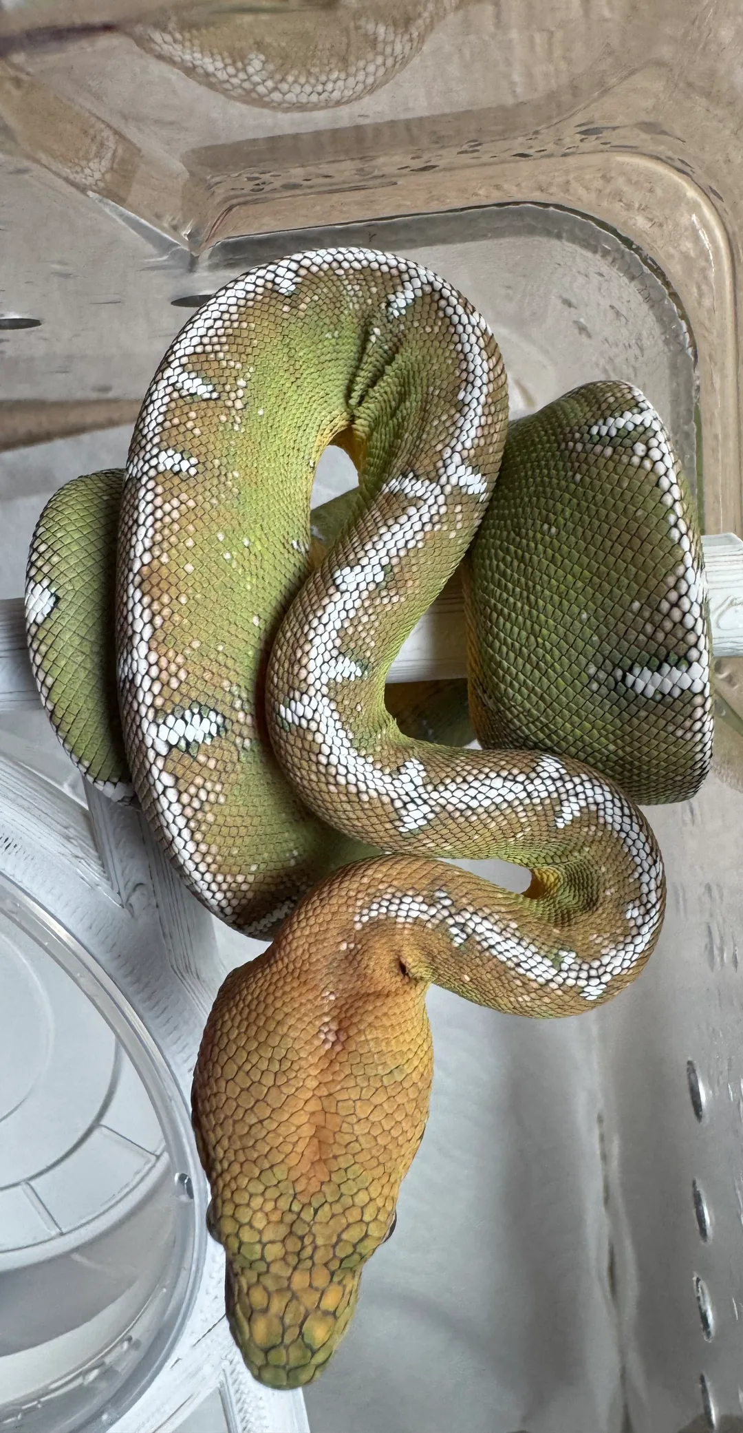 Amazon Basin emerald tree boa (Corallus batesii) CD120425-1 from Bruno x Lucy pairing