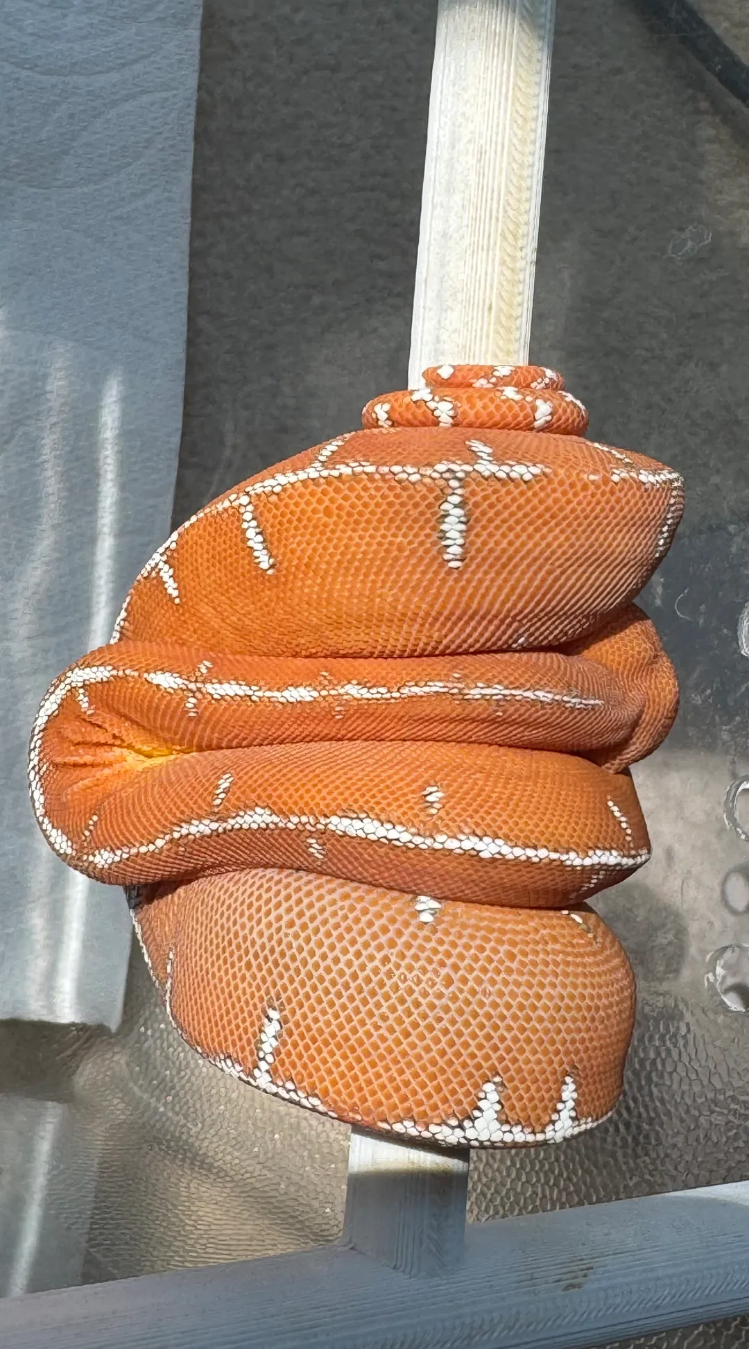 Amazon Basin emerald tree boa (Corallus batesii) CD120425-2 from Bruno x Lucy pairing