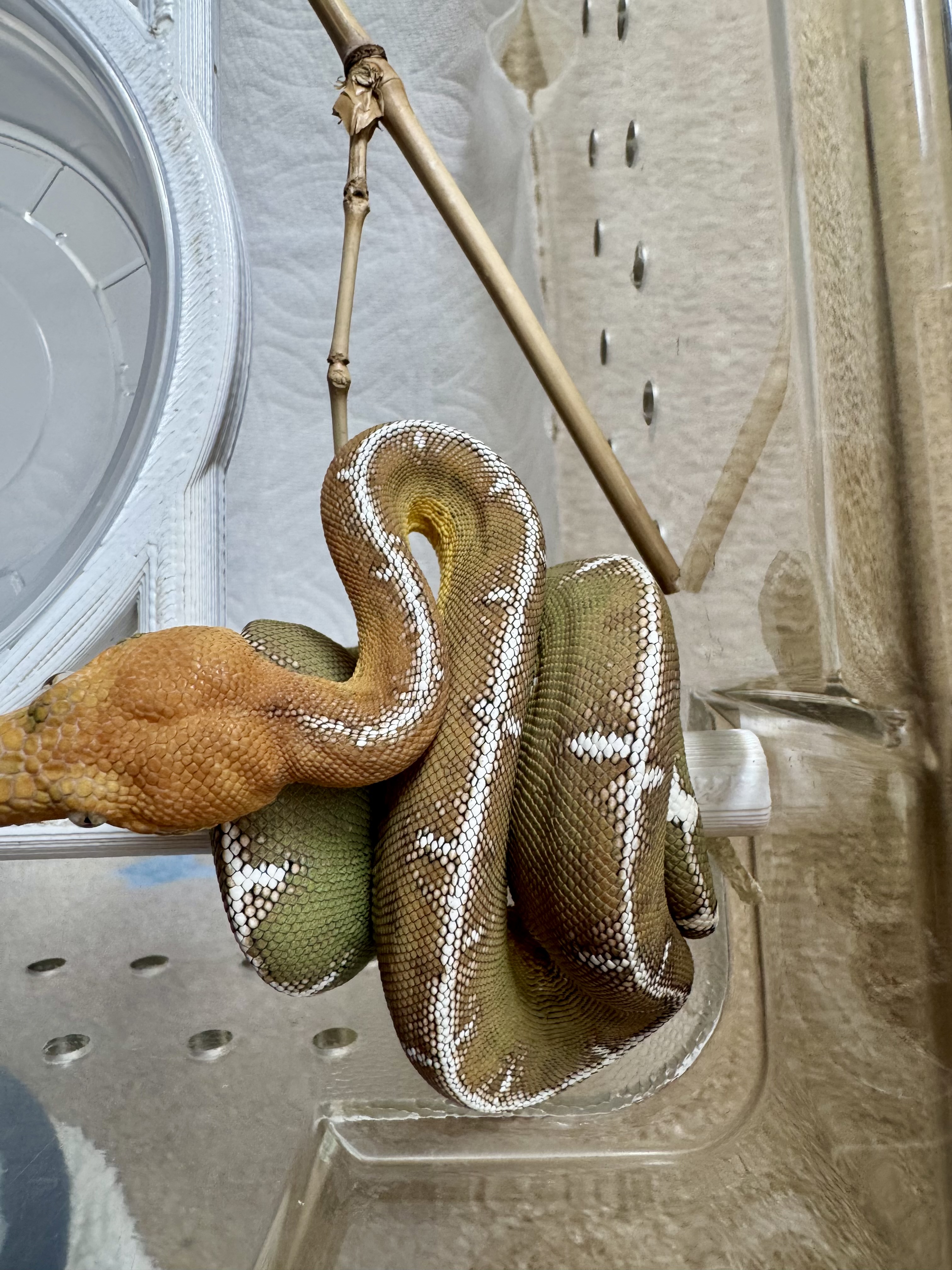 Amazon Basin emerald tree boa (Corallus batesii) CD120425-4 from Bruno x Lucy pairing