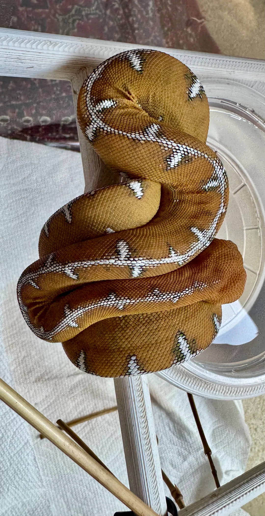 Amazon Basin emerald tree boa (Corallus batesii) CD120425-5 from Bruno x Lucy pairing