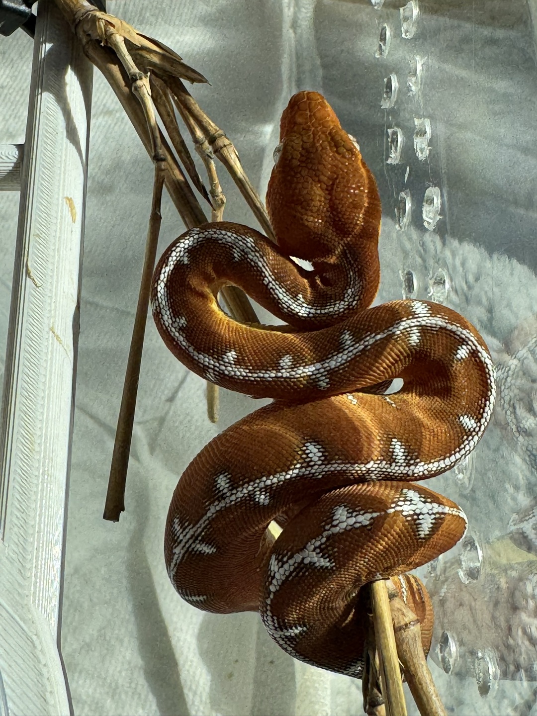 Amazon Basin emerald tree boa (Corallus batesii) CD120425-6 from Bruno x Lucy pairing