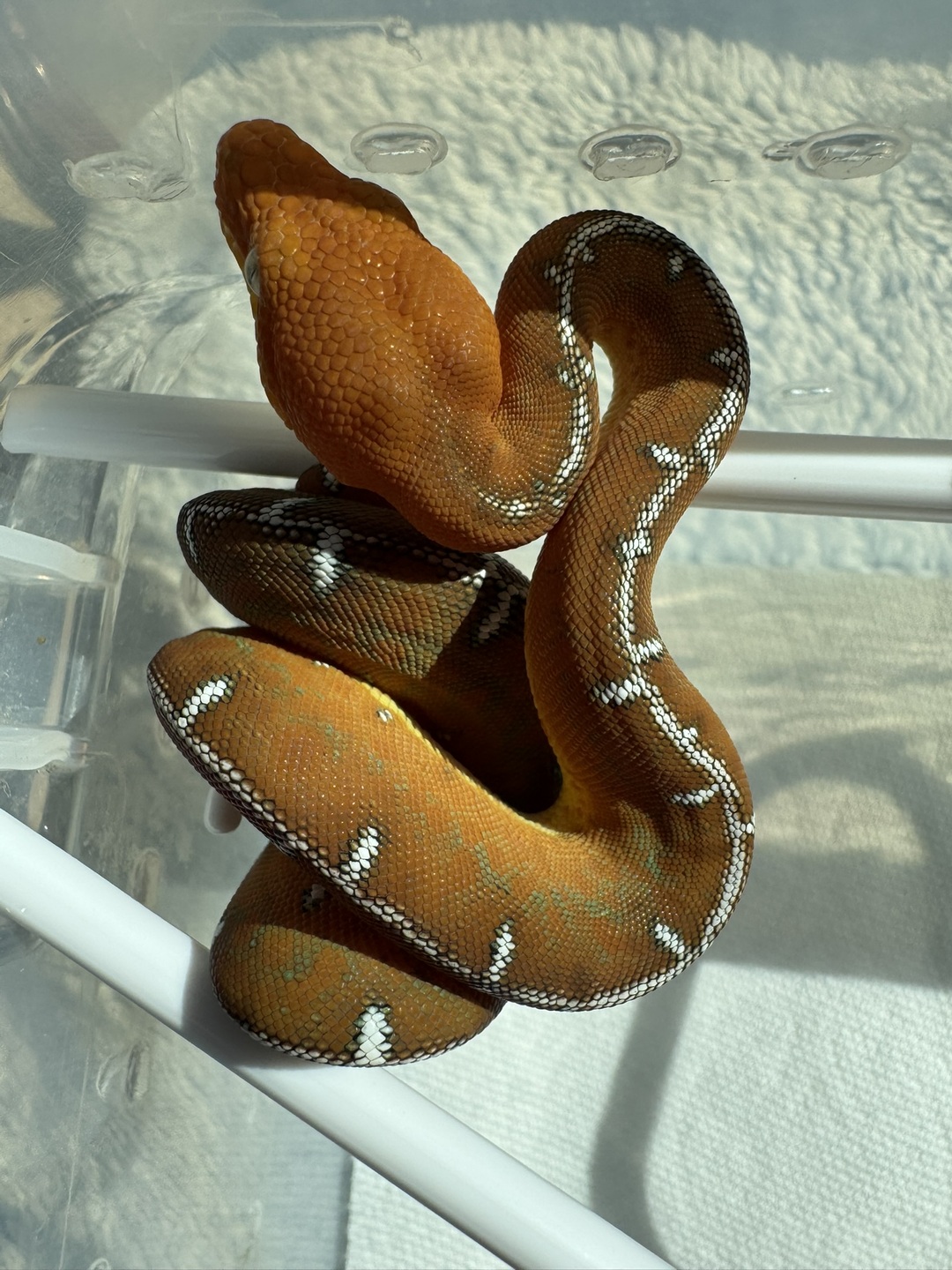 Amazon Basin emerald tree boa (Corallus batesii) CD120425-1 from Bruno x Lucy pairing