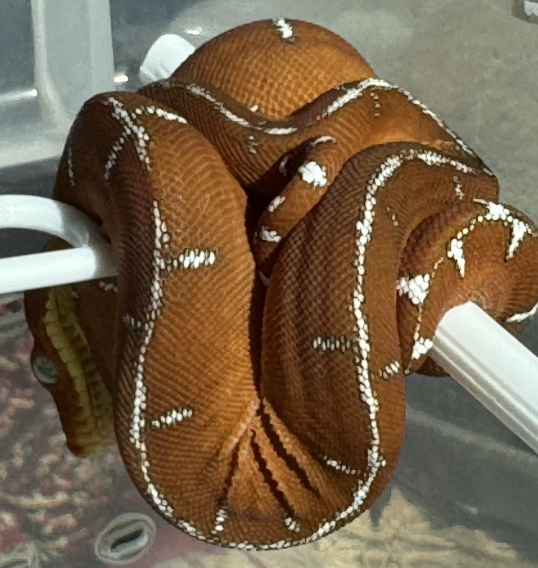 Amazon Basin emerald tree boa (Corallus batesii) CD120425-2 from Bruno x Lucy pairing