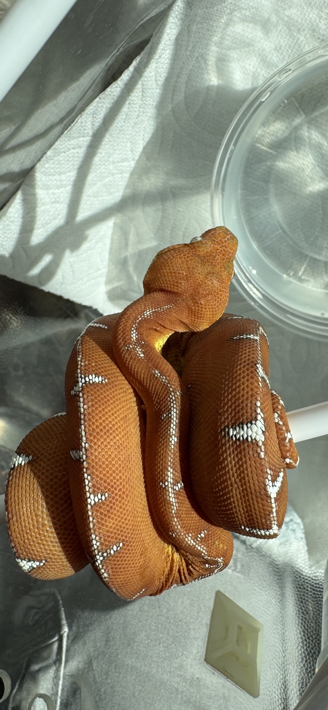 Amazon Basin emerald tree boa (Corallus batesii) CD072225-1 from Bruno x Luna pairing