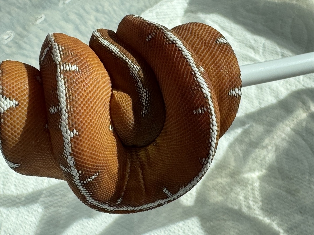 Amazon Basin emerald tree boa (Corallus batesii) CD072225-2 from Bruno x Luna pairing