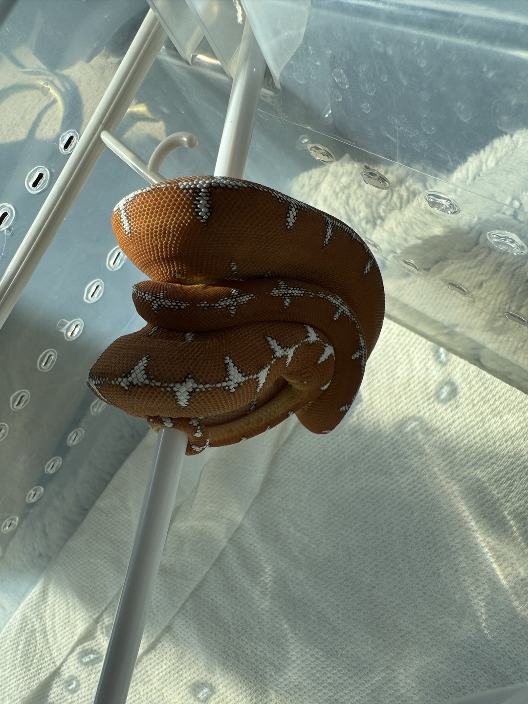 Amazon Basin emerald tree boa (Corallus batesii) CD072225-3 from Bruno x Luna pairing