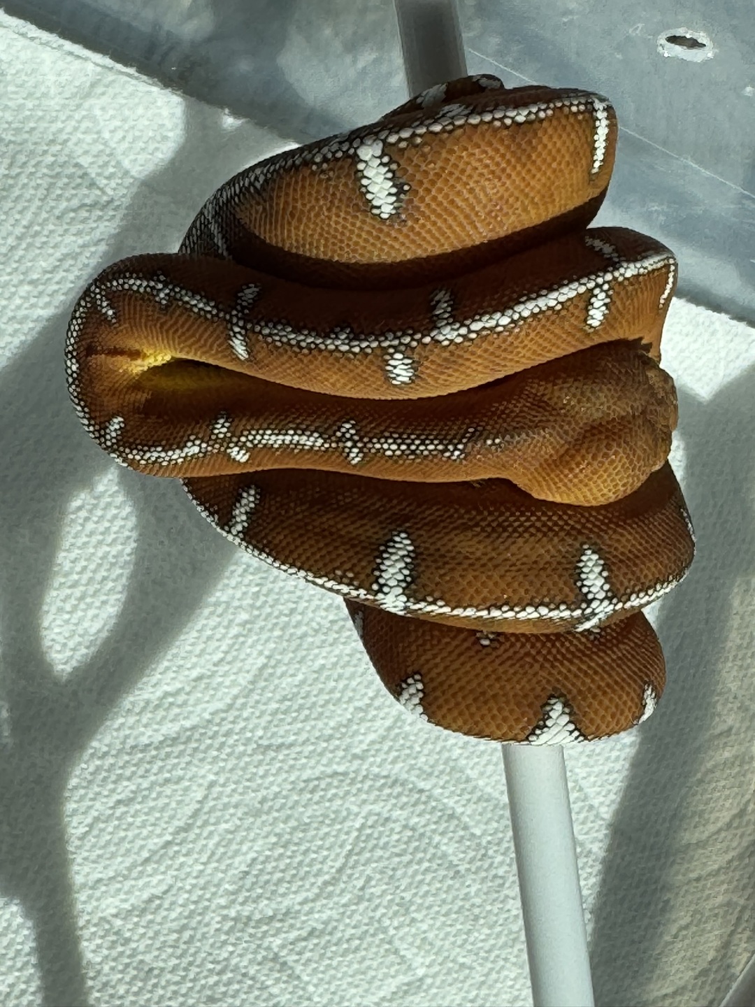 Amazon Basin emerald tree boa (Corallus batesii) CD072225-4 from Bruno x Luna pairing