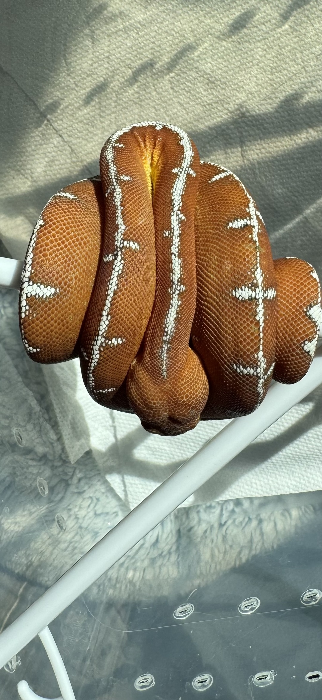 Amazon Basin emerald tree boa (Corallus batesii) CD072225-5 from Bruno x Luna pairing