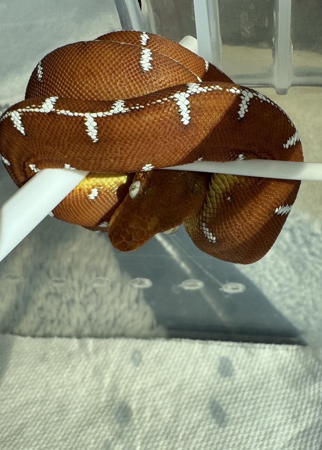 Amazon Basin emerald tree boa (Corallus batesii) CD072225-6 from Bruno x Luna pairing