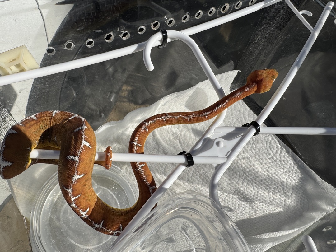 Amazon Basin emerald tree boa (Corallus batesii) CD072225-1 from Bruno x Luna pairing