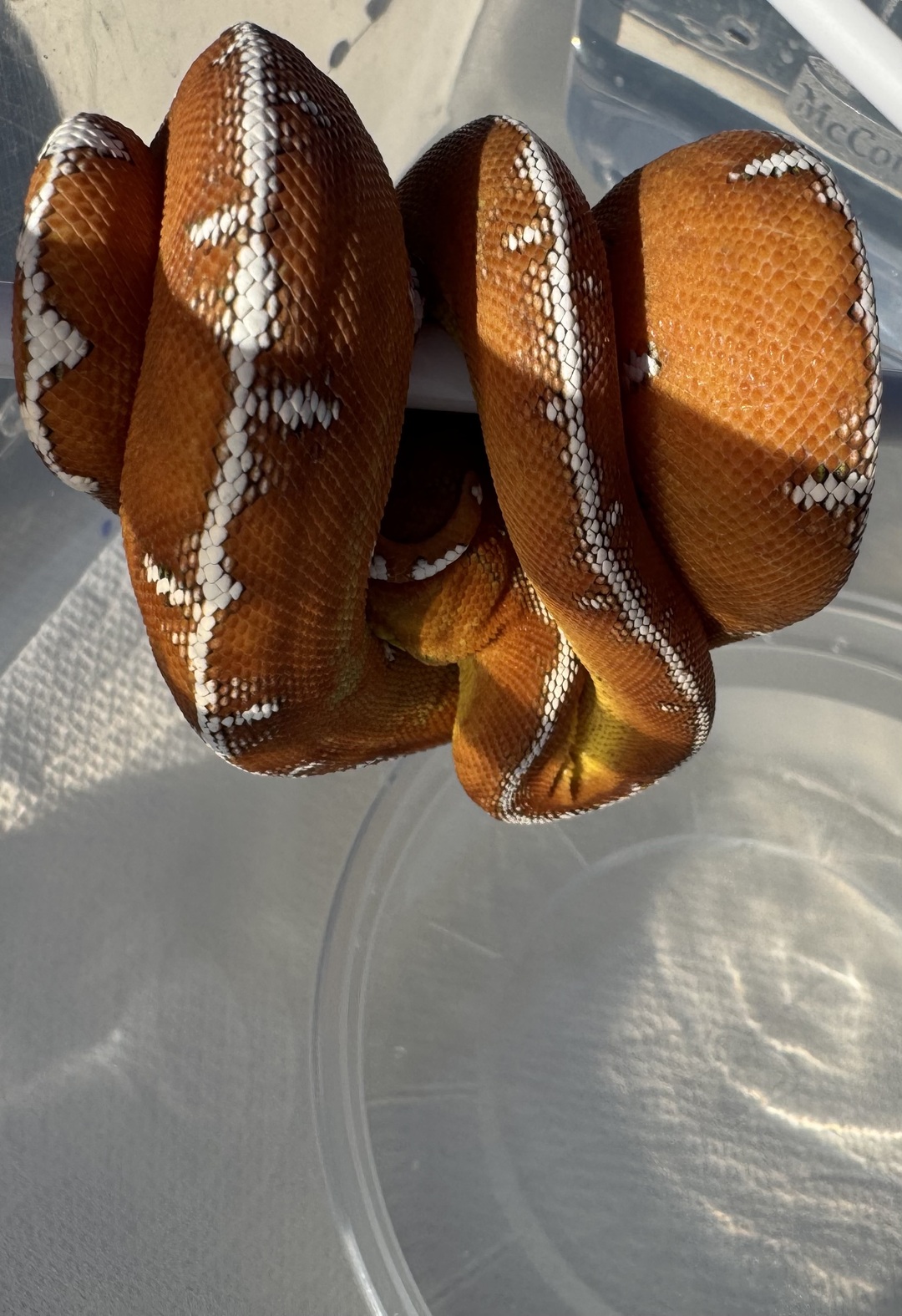 Amazon Basin emerald tree boa (Corallus batesii) CD072225-2 from Bruno x Luna pairing