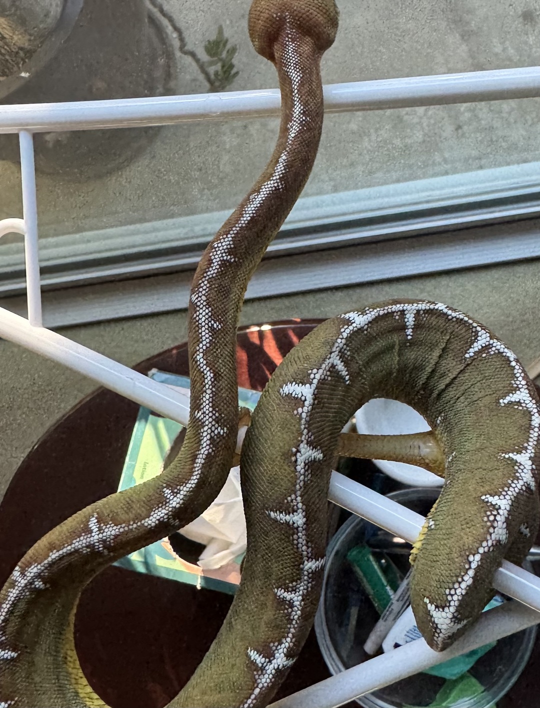 Amazon Basin emerald tree boa (Corallus batesii) CD072225-1 from Bruno x Luna pairing