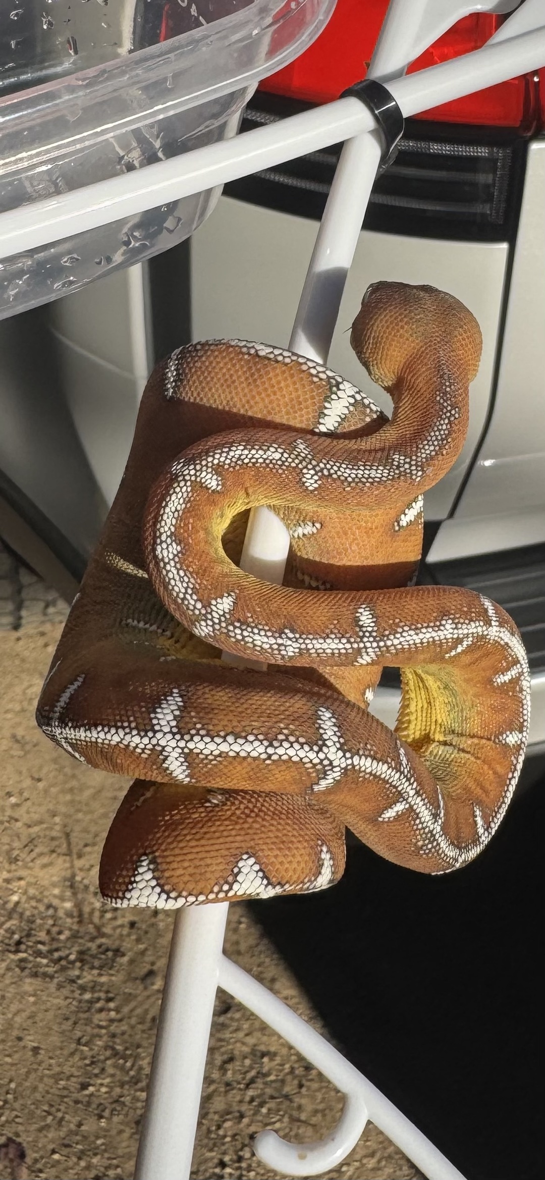 Amazon Basin emerald tree boa (Corallus batesii) CD072225-4 from Bruno x Luna pairing