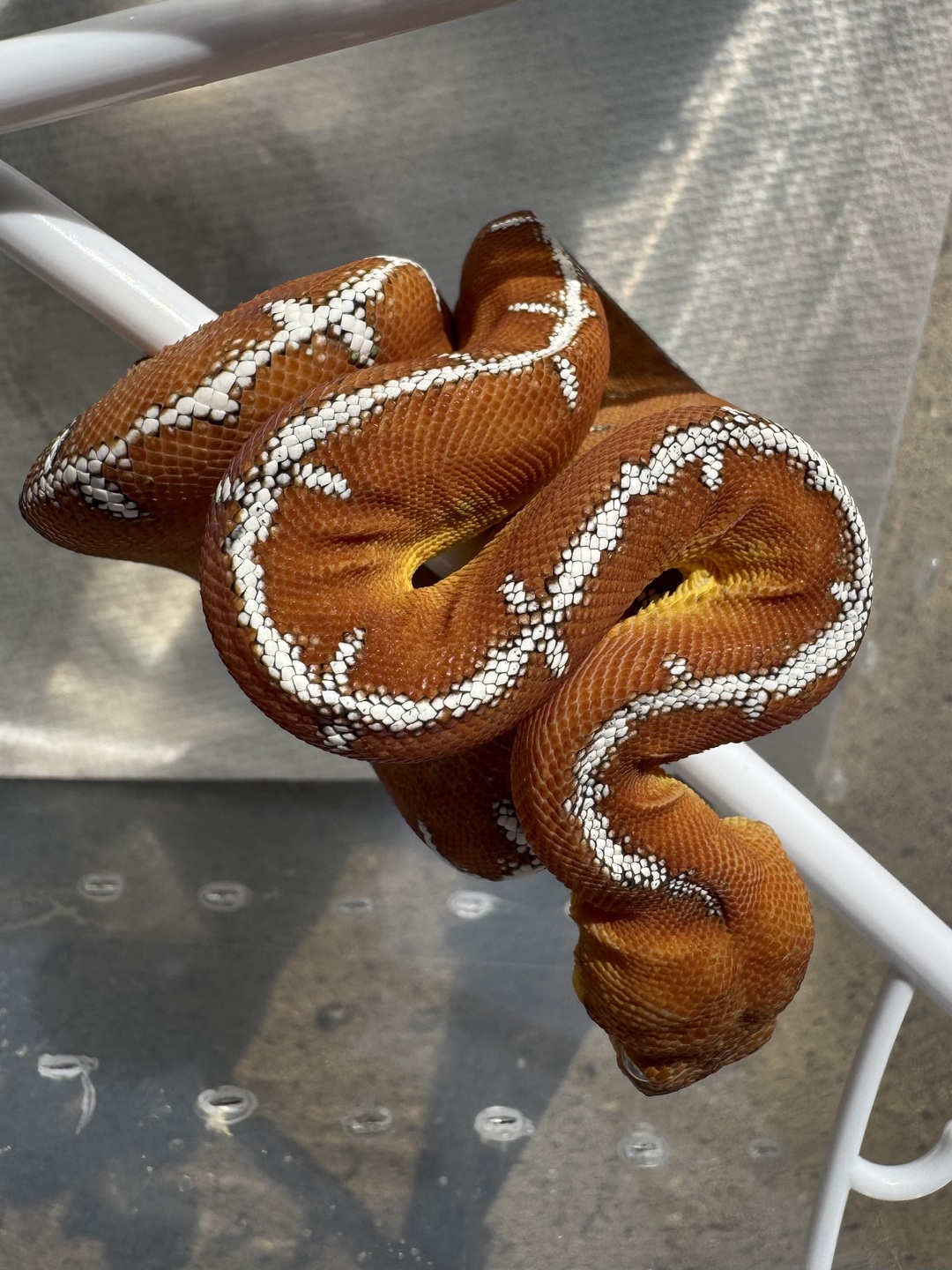 Amazon Basin emerald tree boa (Corallus batesii) CD072225-5 from Bruno x Luna pairing