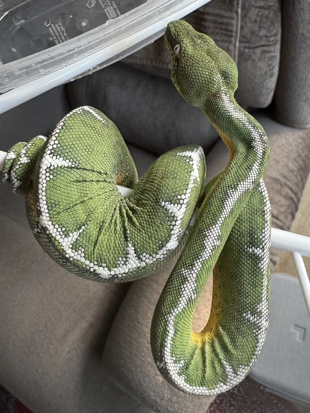 Amazon Basin emerald tree boa (Corallus batesii) CD072225-1 from Bruno x Luna pairing