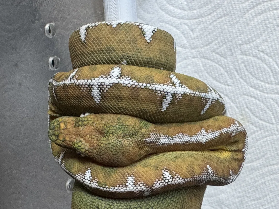 Amazon Basin emerald tree boa (Corallus batesii) CD072225-3 from Bruno x Luna pairing