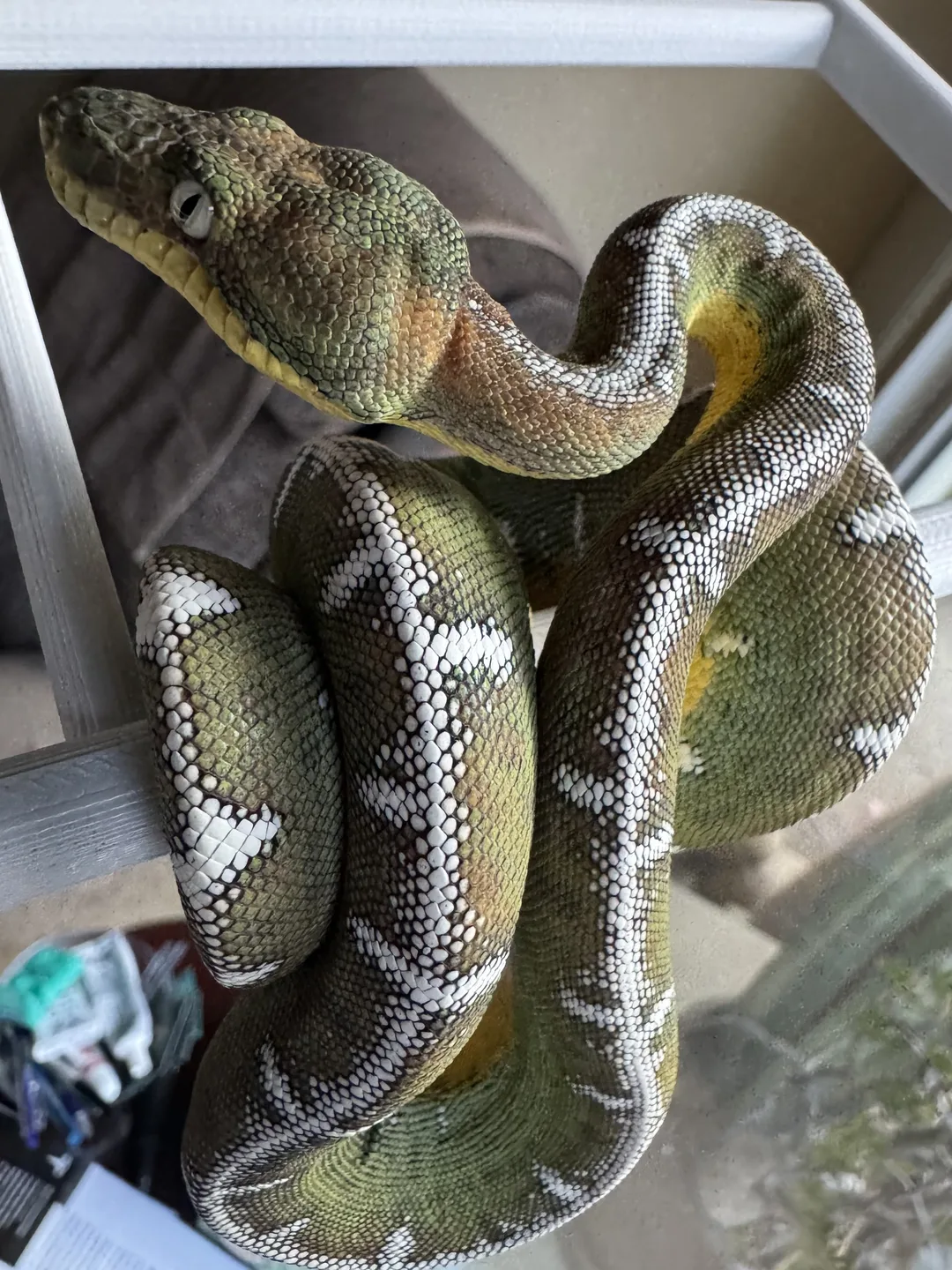 Amazon Basin emerald tree boa (Corallus batesii) CD072225-4 from Bruno x Luna pairing