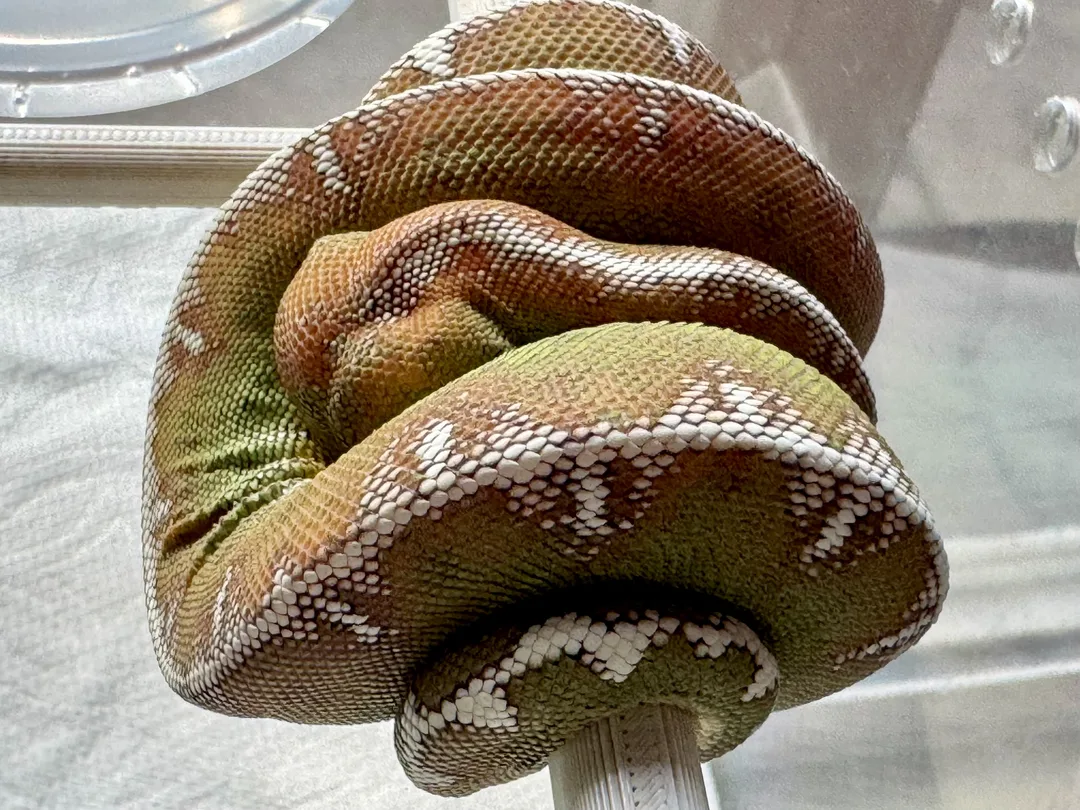 Amazon Basin emerald tree boa (Corallus batesii) CD072225-2 from Bruno x Luna pairing