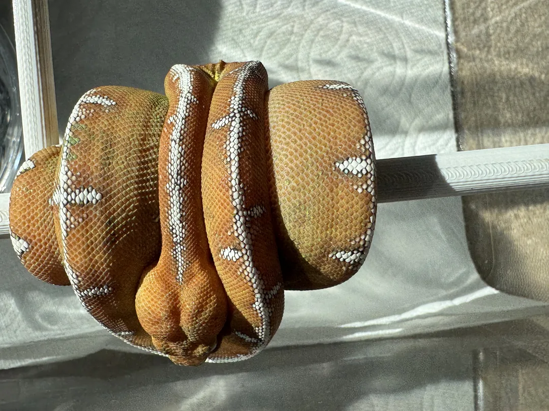 Amazon Basin emerald tree boa (Corallus batesii) CD072225-5 from Bruno x Luna pairing
