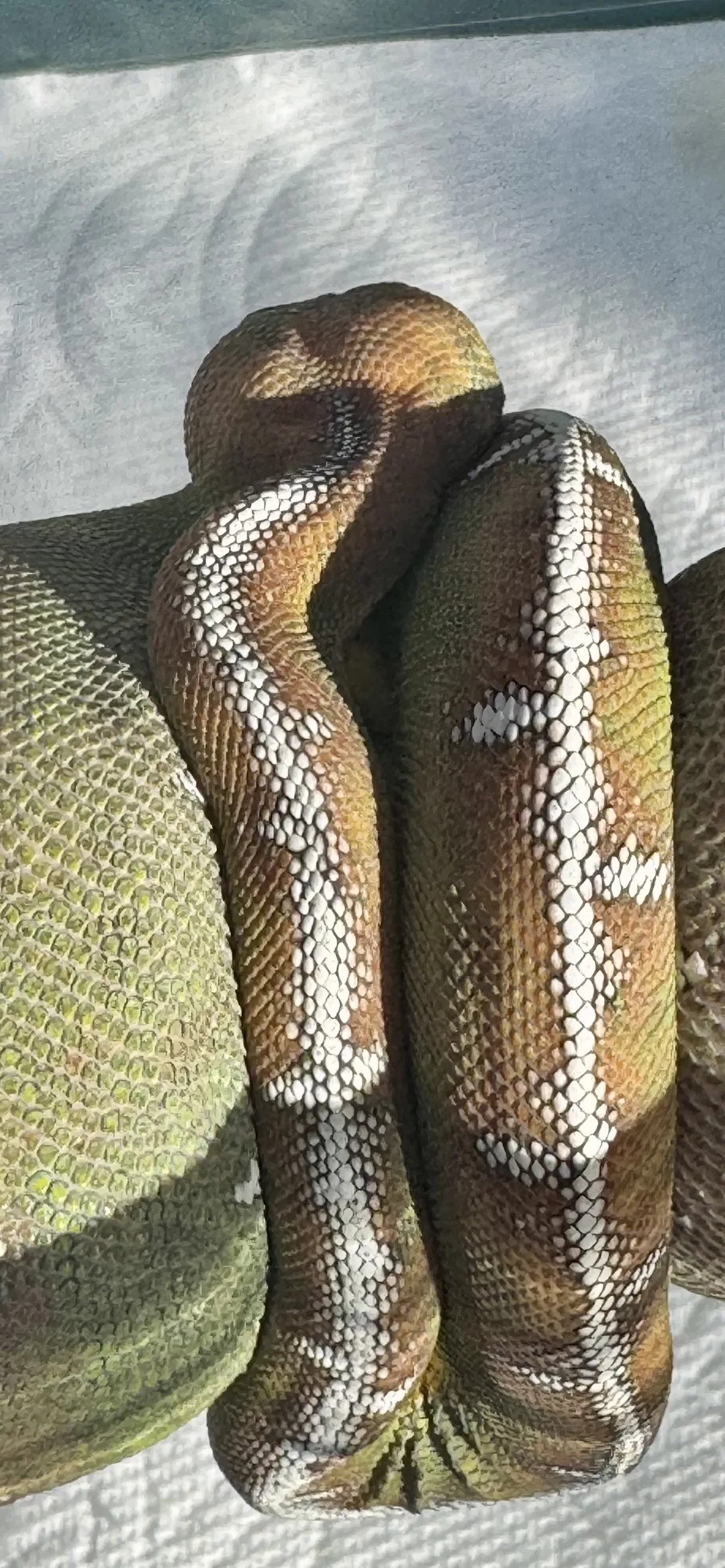Amazon Basin emerald tree boa (Corallus batesii) CD072225-5 from Bruno x Luna pairing