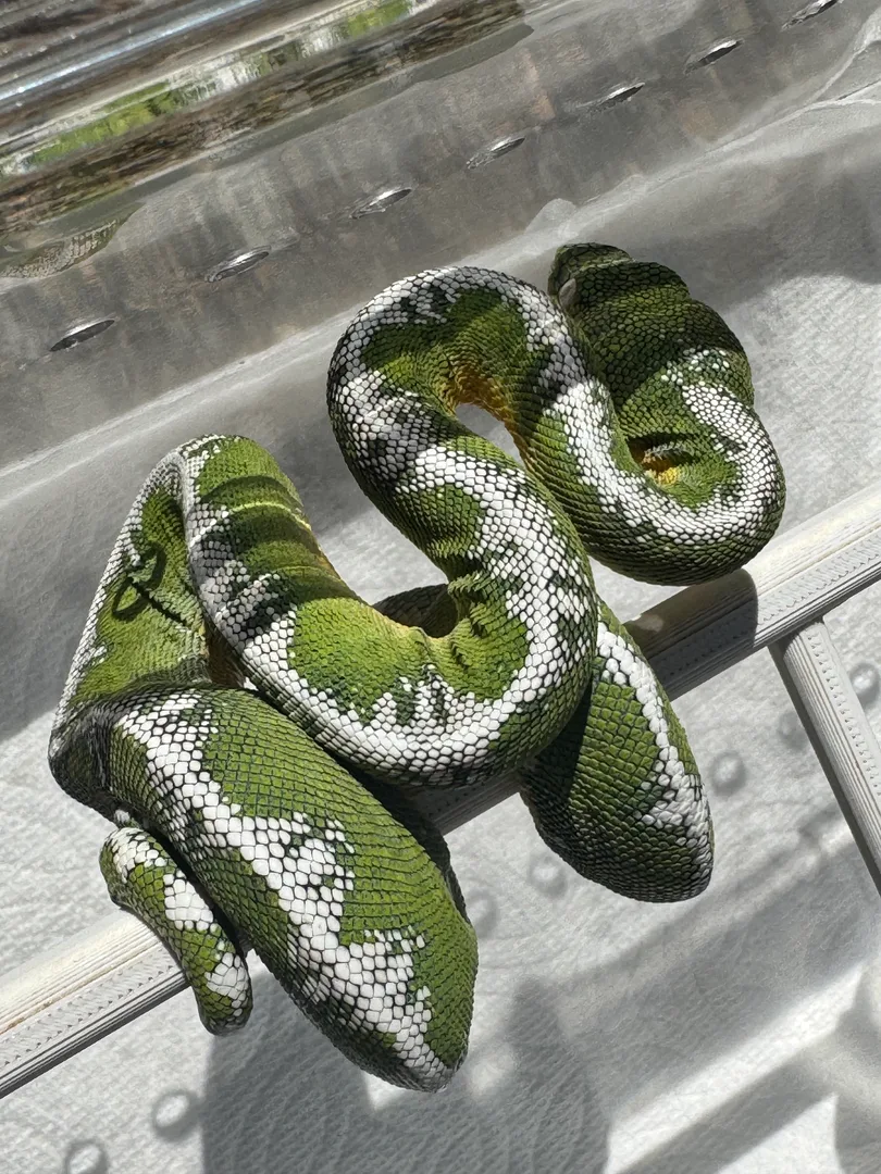 Amazon Basin emerald tree boa (Corallus batesii) CD072225-2 from Bruno x Luna pairing