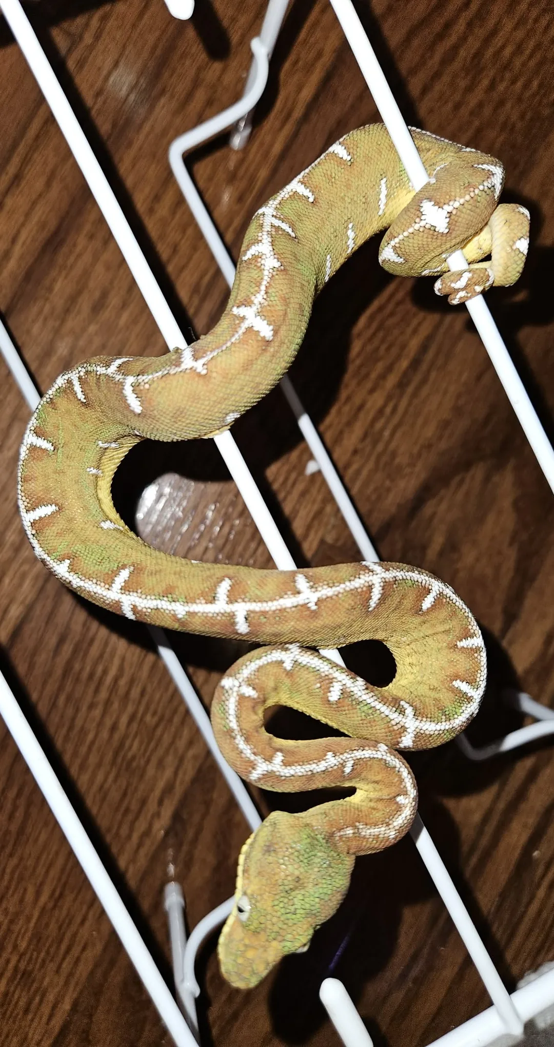 Amazon Basin emerald tree boa (Corallus batesii) CD072225-6 from Bruno x Luna pairing